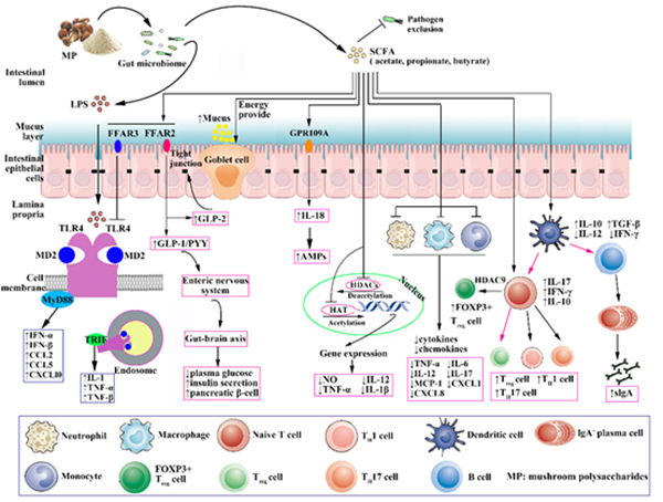 SCFAs信号分子调控网络