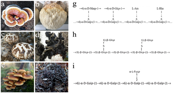不同食药用菌子实体及其典型多糖结构